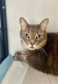 Rescue Domestic Short Hair Cats for Adoption in Winter Haven, Florida - Baby | PetCurious