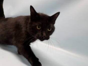 Luffy -  Domestic Short Hair Cat for Adoption in Minneapolis, Minnesota - Luffy | PetCurious