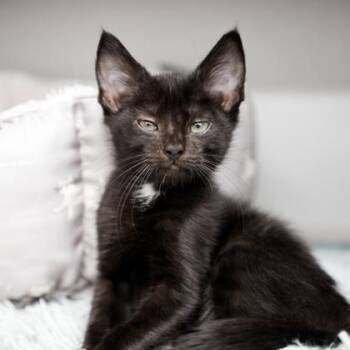 Cupid -  Domestic Short Hair Cat for Adoption in Atlanta, Georgia - Cupid | PetCurious