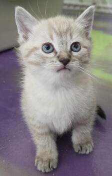 Siamese Cats Available for Adoption in Anna, Illinois - Artie | PetCurious