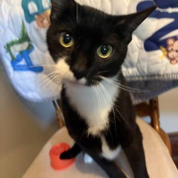Skunk -  Domestic Short Hair Cat for Adoption in Amboy, Illinois - Skunk | PetCurious