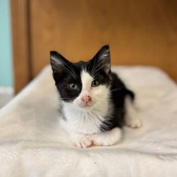 Rescue Domestic Short Hair Cats for Adoption in Fargo, North Dakota - Hodge--In Foster | PetCurious