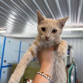 Cricket -  Domestic Short Hair Cat for Adoption in Spanish Fork, Utah - Cricket | PetCurious