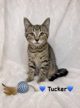 Tucker -  Tabby Cat for Adoption in Copley, Ohio - Tucker | PetCurious