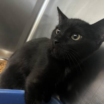 Fume -  Domestic Short Hair Cat for Adoption in Flagstaff, Arizona - Fume | PetCurious