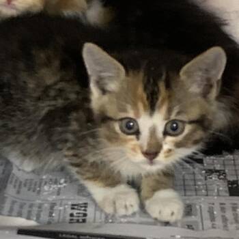 Little Whiskey -  Domestic Short Hair Cat for Adoption in Roxboro, North Carolina - Little Whiskey | PetCurious