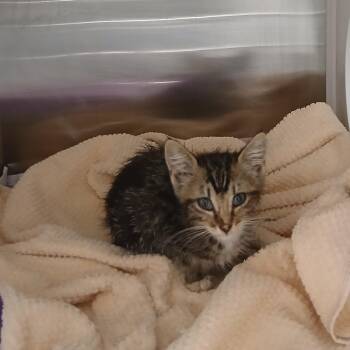 Happy Halle -  Domestic Short Hair Cat for Adoption in Chattanooga, Tennessee - Happy Halle | PetCurious