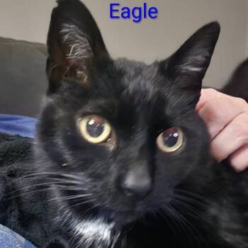 Domestic Short Hair Cats Available for Adoption in Carmel, Indiana - Eagle | PetCurious