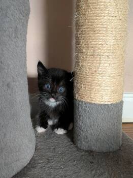 Colby Jack -  Tuxedo Cat for Adoption in Beach Park, Illinois - Colby Jack | PetCurious