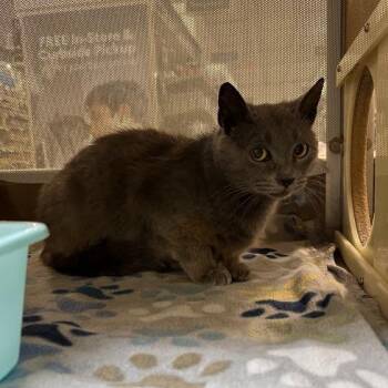 Domestic Medium Hair Cats Available for Adoption in Harrisonburg, Virginia - Morgan | PetCurious