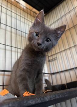 Silverado -  Domestic Short Hair Cat for Adoption in Albuquerque, New Mexico - Silverado | PetCurious