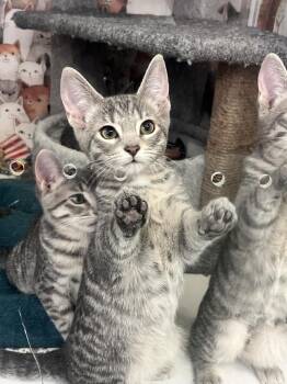 Chance -  Domestic Short Hair and Tabby Cat for Adoption in Acworth, Georgia - Chance | PetCurious