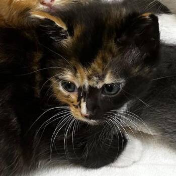Domestic Short Hair Cats Available for Adoption in Gadsden, Alabama - Lilac 1 | PetCurious