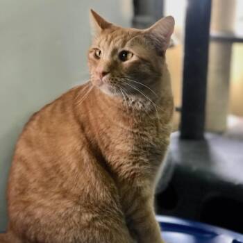 Otis -  Domestic Short Hair Cat for Adoption in Blackfoot, Idaho - Otis | PetCurious