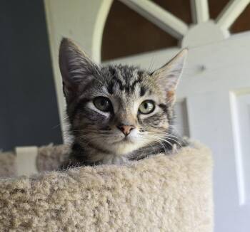 Hyacinth -  Domestic Short Hair Cat for Adoption in Kenhorst, Pennsylvania - Hyacinth | PetCurious