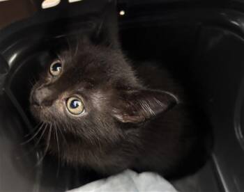 FREDDIE MACK -  Domestic Short Hair Cat for Adoption in Dallas, Texas - FREDDIE MACK | PetCurious