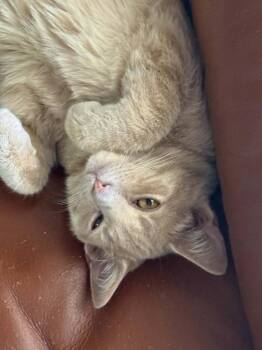 Domestic Short Hair Cats Available for Adoption - Pluto | PetCurious