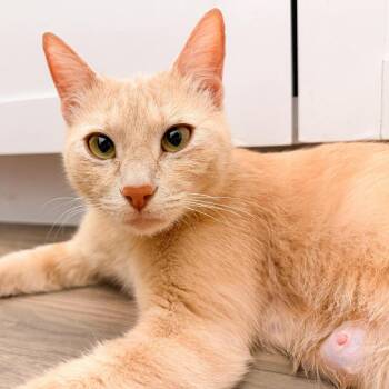 Minivan Jessup -  Domestic Short Hair Cat for Adoption in Eagle Mountain, Utah - Minivan Jessup | PetCurious