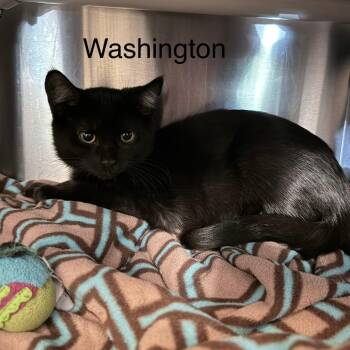 Washington -  Domestic Short Hair Cat for Adoption in Knoxville, Tennessee - Washington | PetCurious