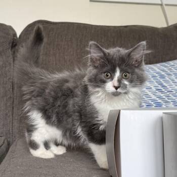 Domestic Medium Hair and Domestic Long Hair Cats Available for Adoption in Miamisburg, Ohio - Ruby | PetCurious