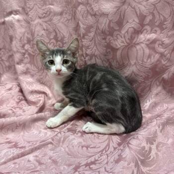 Lanai -  Domestic Short Hair Cat for Adoption in Brea, California - Lanai | PetCurious