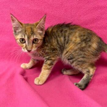 Loquat -  Domestic Short Hair Cat for Adoption in Buffalo, Minnesota - Loquat | PetCurious