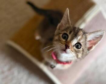 Domestic Short Hair Cats Available for Adoption in Duluth, Minnesota - Cady | PetCurious