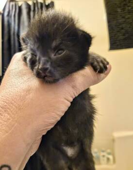 Domestic Short Hair Cats Available for Adoption in Waverly, Iowa - Scout | PetCurious