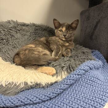 Kazoo -  Domestic Short Hair Cat for Adoption in Hamburg, New York - Kazoo | PetCurious