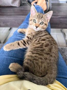 Tabby Cats Available for Adoption - Benji | PetCurious