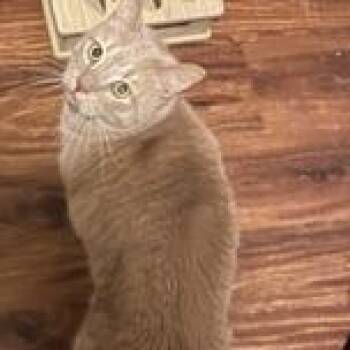 Ollie -  Domestic Short Hair Cat for Adoption in Cumming, Georgia - Ollie | PetCurious