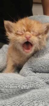 Rescue Domestic Short Hair Cats for Adoption in Gastonia, North Carolina - Baby Bean | PetCurious