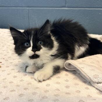 Zin -  Domestic Long Hair Cat Available for Adoption in Bristol, Indiana - Zin | PetCurious