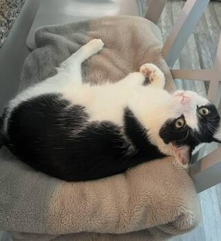 American Shorthair Cats Available for Adoption in Berwick, Maine - Theo | PetCurious