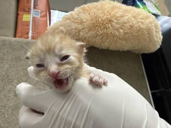 A1927312 -  Domestic Short Hair Cat for Adoption in Thousand Palms, California - A1927312 | PetCurious