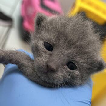 Silver -  Domestic Short Hair Cat for Adoption in Newark, New Jersey - Silver | PetCurious