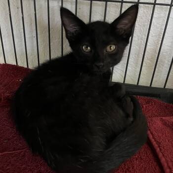 Banana Bread -  Domestic Short Hair Cat for Adoption in Lakeland, Florida - Banana Bread | PetCurious