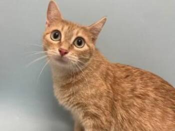 Sunny -  Domestic Short Hair Cat for Adoption in Woodbury, Minnesota - Sunny | PetCurious