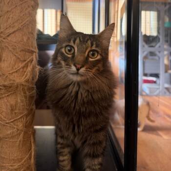 Ollie -  Domestic Medium Hair Cat for Adoption in Portland, Oregon - Ollie | PetCurious