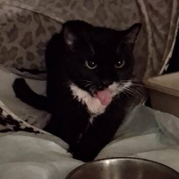 Marian -  Domestic Short Hair Cat for Adoption in New York, New York - Marian | PetCurious