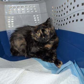 Hydro -  Domestic Short Hair Cat for Adoption in Salt Lake City, Utah - Hydro | PetCurious