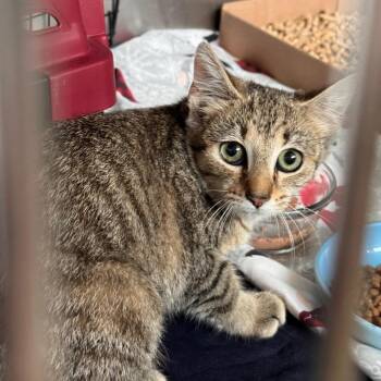 Chaos -  Domestic Short Hair Cat for Adoption in Lynchburg, Virginia - Chaos | PetCurious