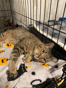 Rescue Tabby Cats for Adoption in New Blaine, Arkansas - Zeke | PetCurious