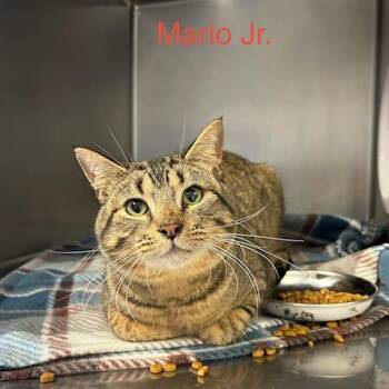 Domestic Short Hair Cats Available for Adoption in Knoxville, Tennessee - Mario Jr | PetCurious