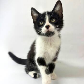 Fitz -  Domestic Short Hair Cat for Adoption in Pasco, Washington - Fitz | PetCurious