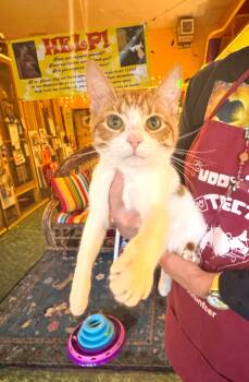 Domestic Short Hair Cats Available for Adoption - Cookie | PetCurious