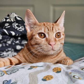 Rescue Domestic Short Hair Cats for Adoption in Honolulu, Hawaii - Ming Ming | PetCurious