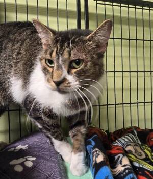 Milo -  Domestic Short Hair Cat for Adoption in Auburn, Indiana - Milo | PetCurious