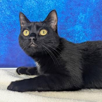 Nocturn -  Domestic Short Hair Cat for Adoption in Canton, Illinois - Nocturn | PetCurious