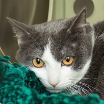 Domestic Short Hair Cats Available for Adoption in Middletown, Rhode Island - Chi | PetCurious